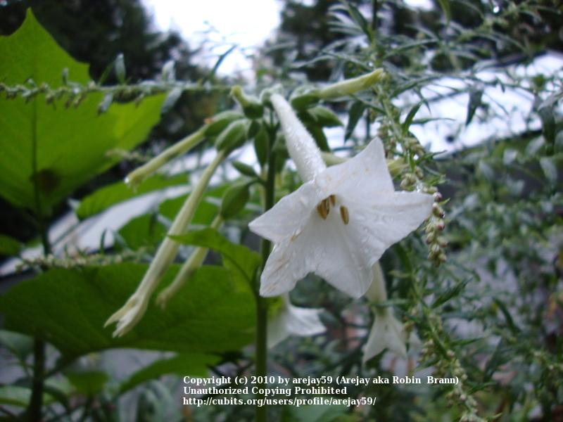 Photo of Woodland Tobacco (Nicotiana sylvestris) uploaded by arejay59