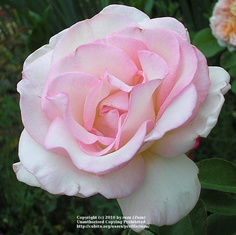 Photo of Rose (Rosa 'Pink Promise') uploaded by zuzu