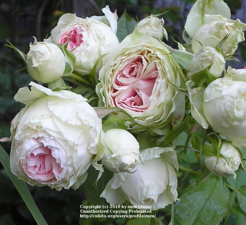 Photo of Shrub Rose (Rosa 'Pompon Flower Circus') uploaded by zuzu