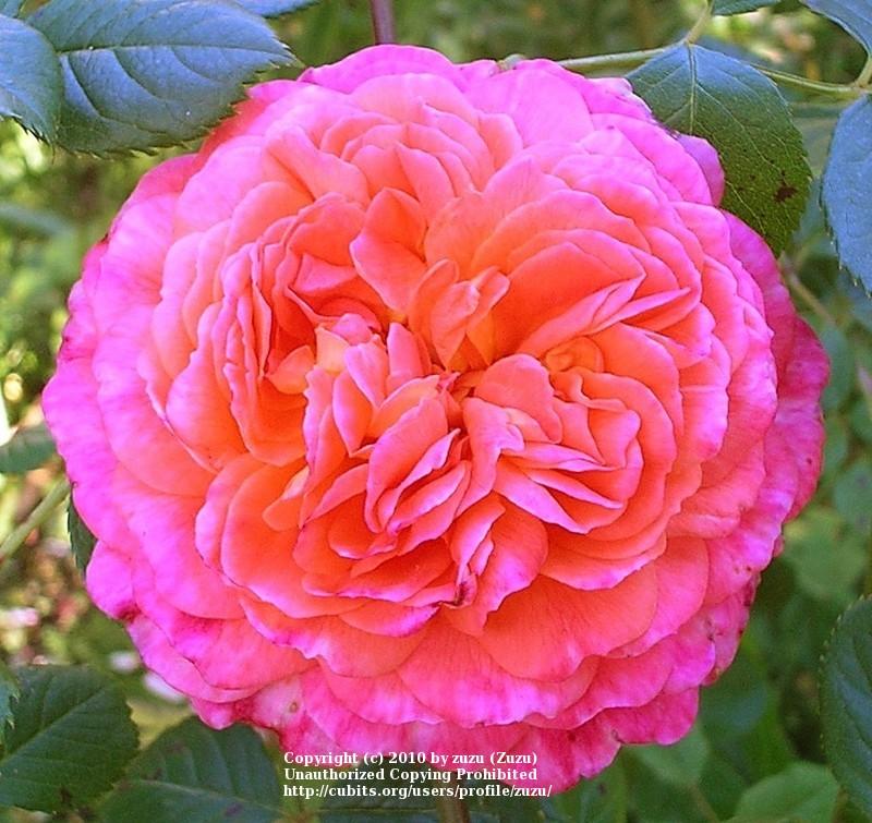 Photo of Rose (Rosa 'Portlandia') uploaded by zuzu