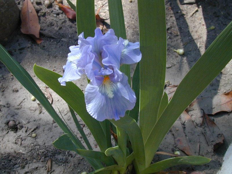Photo of Standard Dwarf Bearded Iris (Iris 'Microwave') uploaded by Betja