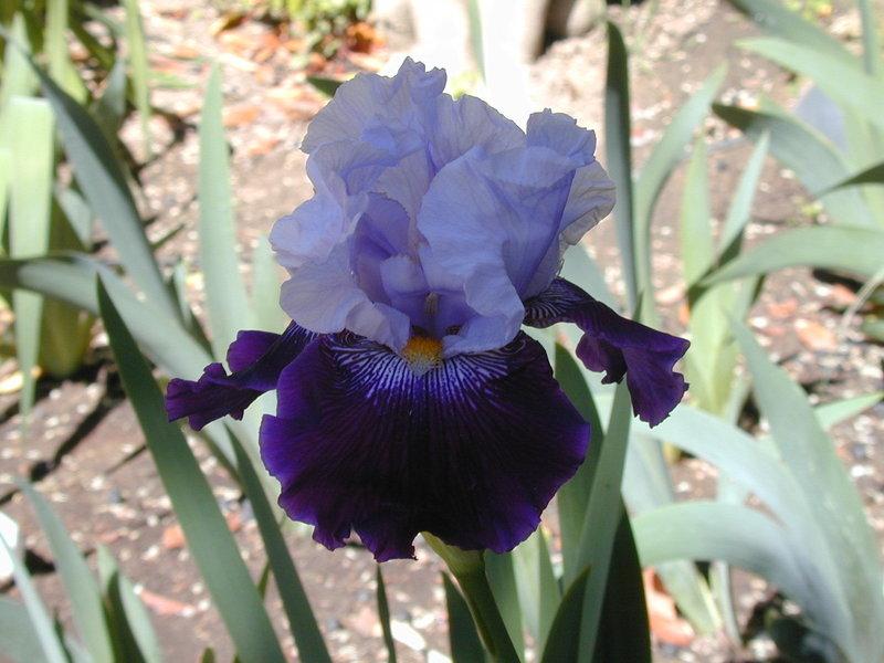 Photo of Tall Bearded Iris (Iris 'Repeat Performance') uploaded by Betja