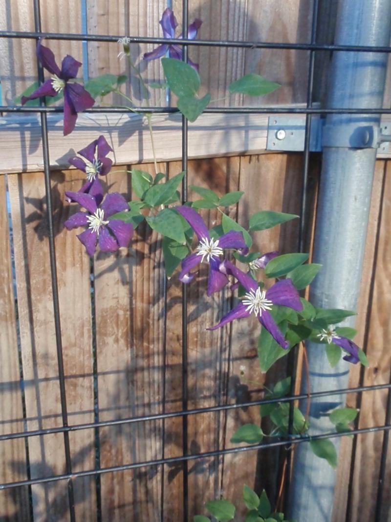 Photo of Clematis (Clematis viticella 'Etoile Violette') uploaded by canadanna