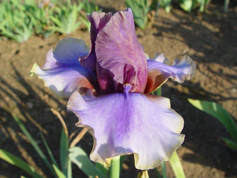 Photo of Tall Bearded Iris (Iris 'American Maid') uploaded by irisloverdee