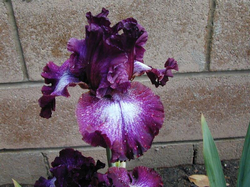Photo of Tall Bearded Iris (Iris 'Psychic Reader') uploaded by Betja