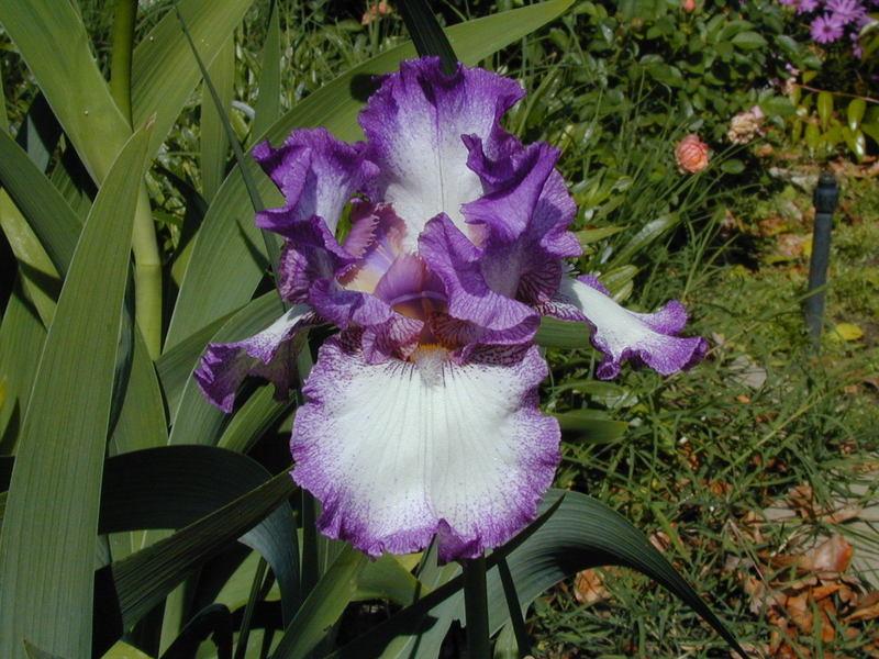 Photo of Tall Bearded Iris (Iris 'Mariposa Autumn') uploaded by Betja