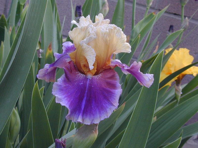 Photo of Tall Bearded Iris (Iris 'Final Episode') uploaded by Betja