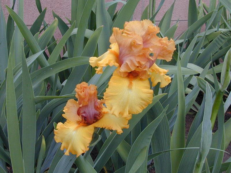 Photo of Tall Bearded Iris (Iris 'Nouveau Riche') uploaded by Betja