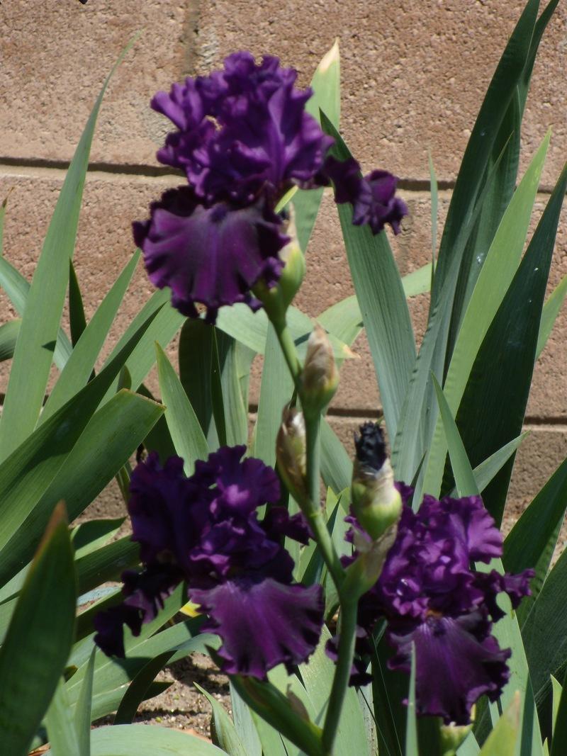 Photo of Tall Bearded Iris (Iris 'Plum Poodle') uploaded by Betja