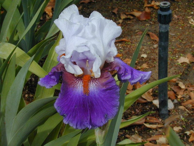 Photo of Tall Bearded Iris (Iris 'Sharpshooter') uploaded by Betja