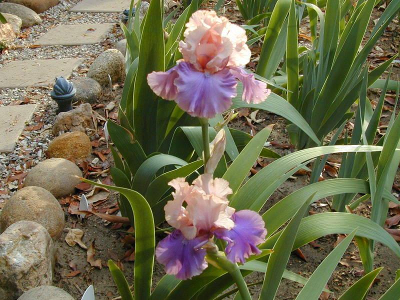 Photo of Tall Bearded Iris (Iris 'Florentine Silk') uploaded by Betja