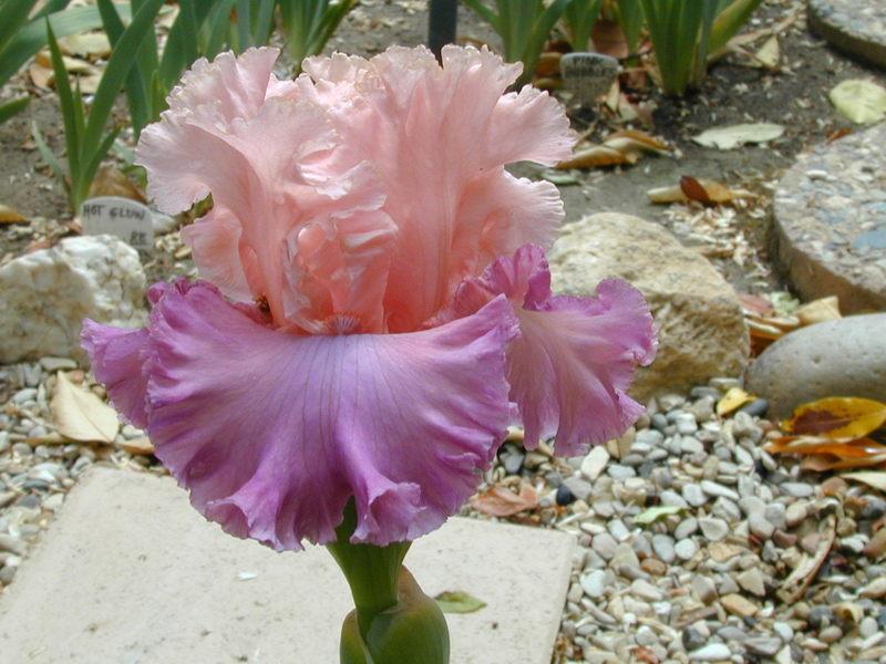 Photo of Tall Bearded Iris (Iris 'Bowled Over') uploaded by Betja