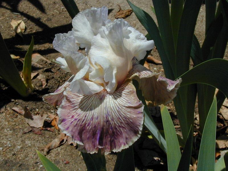Photo of Tall Bearded Iris (Iris 'Crazy for You') uploaded by Betja
