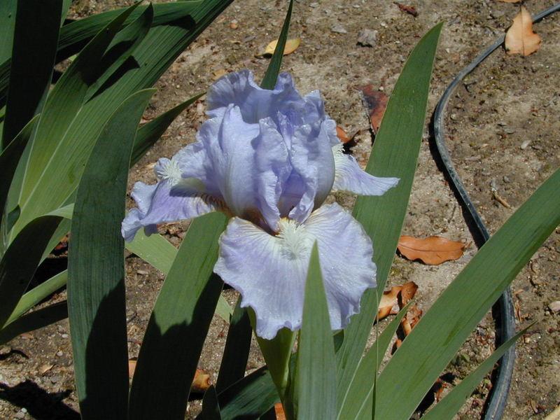 Photo of Standard Dwarf Bearded Iris (Iris 'Ocean Pearl') uploaded by Betja