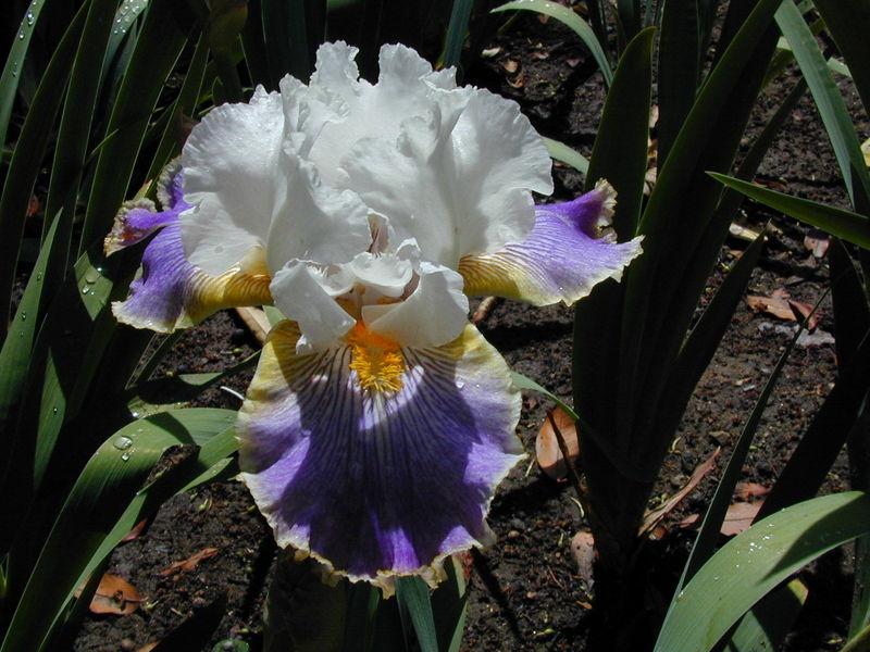 Photo of Tall Bearded Iris (Iris 'Wild Angel') uploaded by Betja