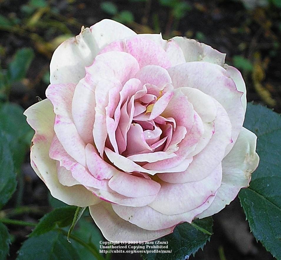 Photo of Rose (Rosa 'Rainforest') uploaded by zuzu