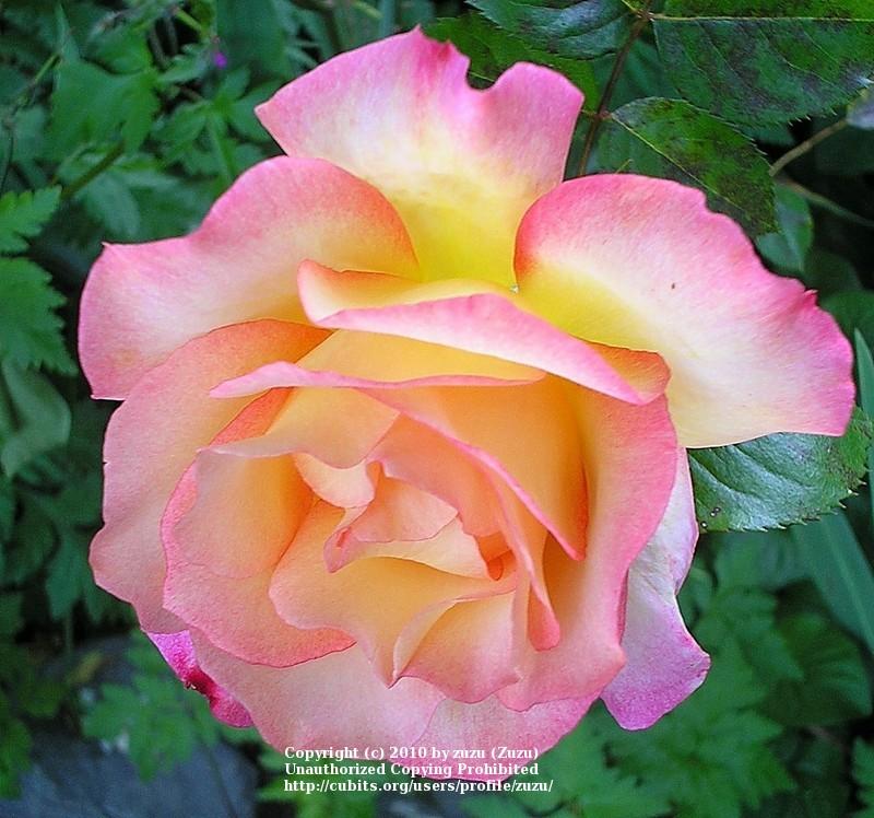 Photo of Rose (Rosa 'Rainbow Sorbet') uploaded by zuzu