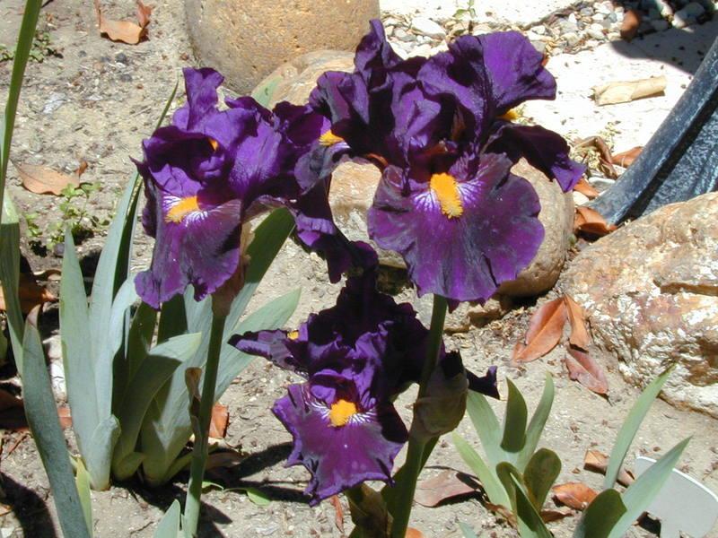 Photo of Border Bearded Iris (Iris 'Lady of the Night') uploaded by Betja