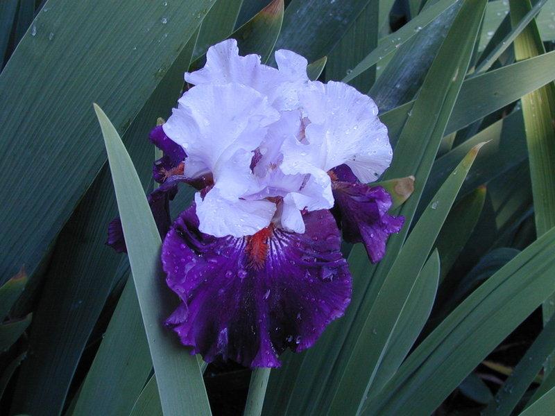 Photo of Tall Bearded Iris (Iris 'Full Figured') uploaded by Betja
