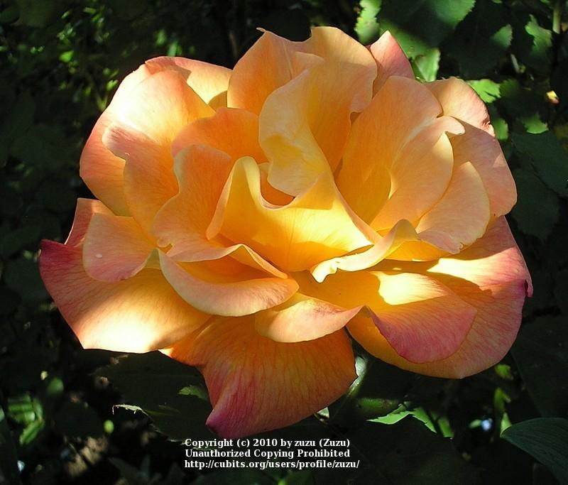 Photo of Hybrid Tea Rose (Rosa 'Rio Samba') uploaded by zuzu