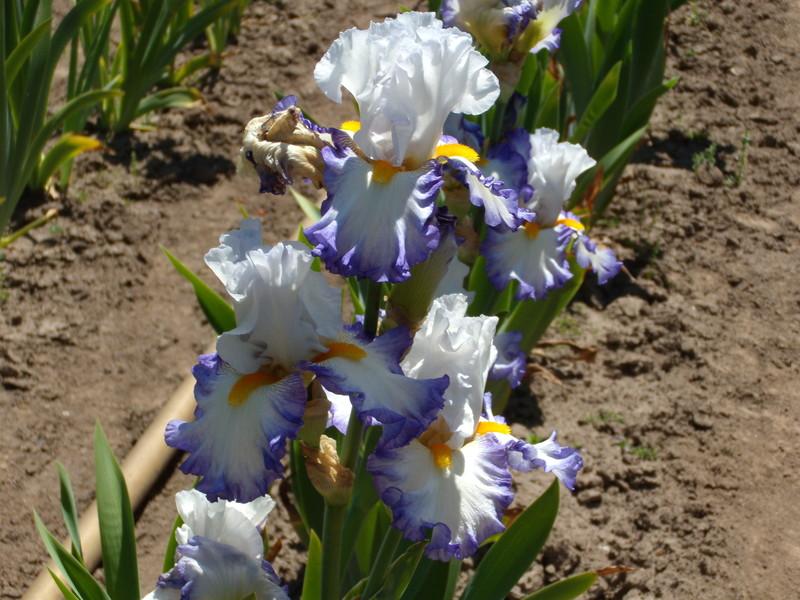 Photo of Tall Bearded Iris (Iris 'Brilliant Idea') uploaded by Betja