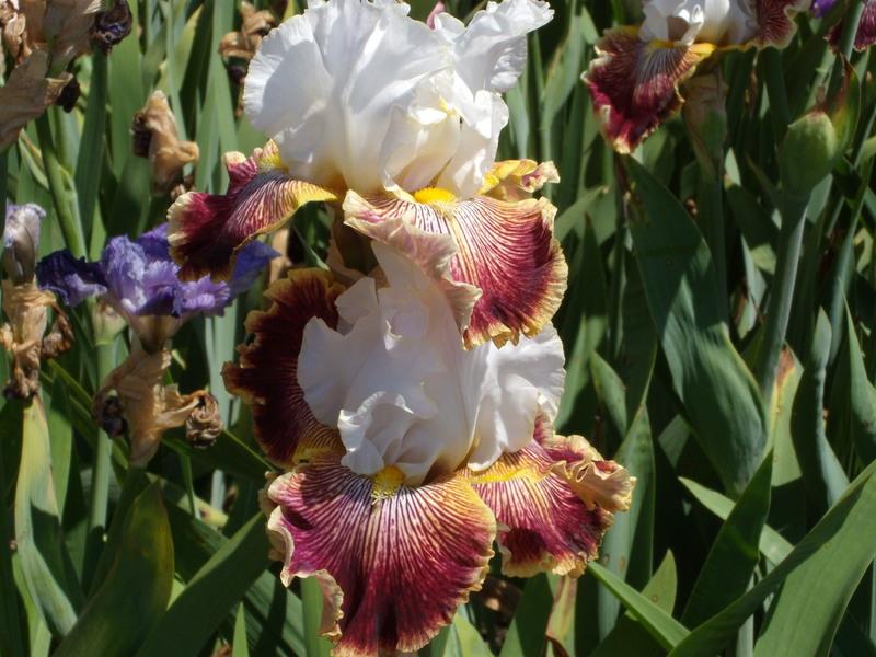 Photo of Tall Bearded Iris (Iris 'Scatterbrain') uploaded by Betja