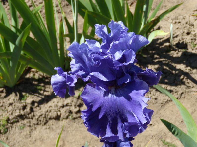 Photo of Tall Bearded Iris (Iris 'Adriatic Waves') uploaded by Betja