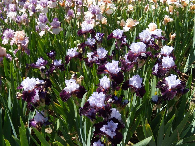 Photo of Tall Bearded Iris (Iris 'Full Figured') uploaded by Betja
