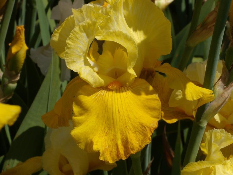 Photo of Tall Bearded Iris (Iris 'City of Gold') uploaded by Betja