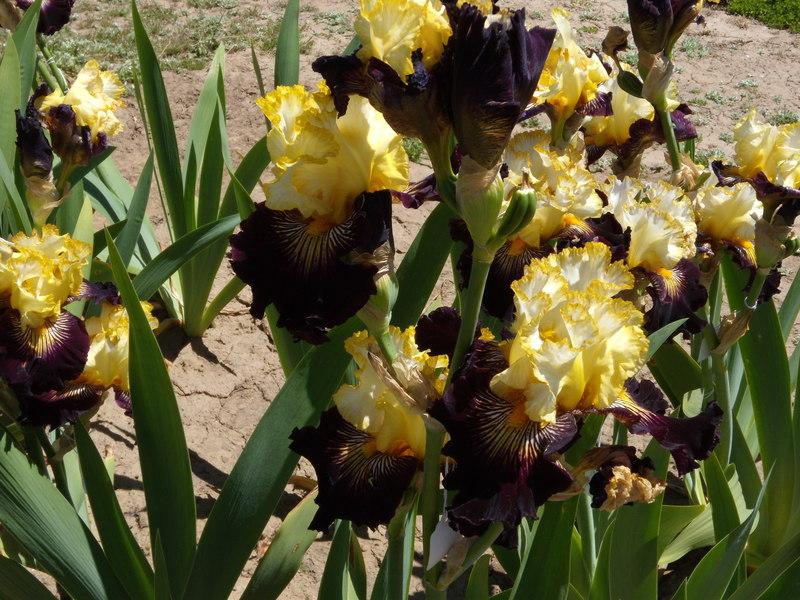 Photo of Tall Bearded Iris (Iris 'Reckless Abandon') uploaded by Betja