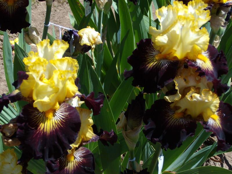 Photo of Tall Bearded Iris (Iris 'Reckless Abandon') uploaded by Betja