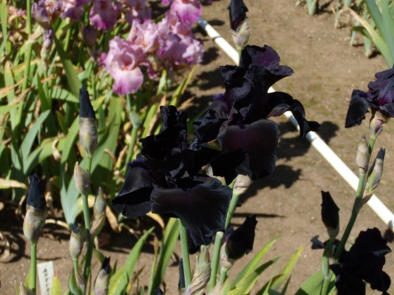 Photo of Tall Bearded Iris (Iris 'Black Suited') uploaded by Betja