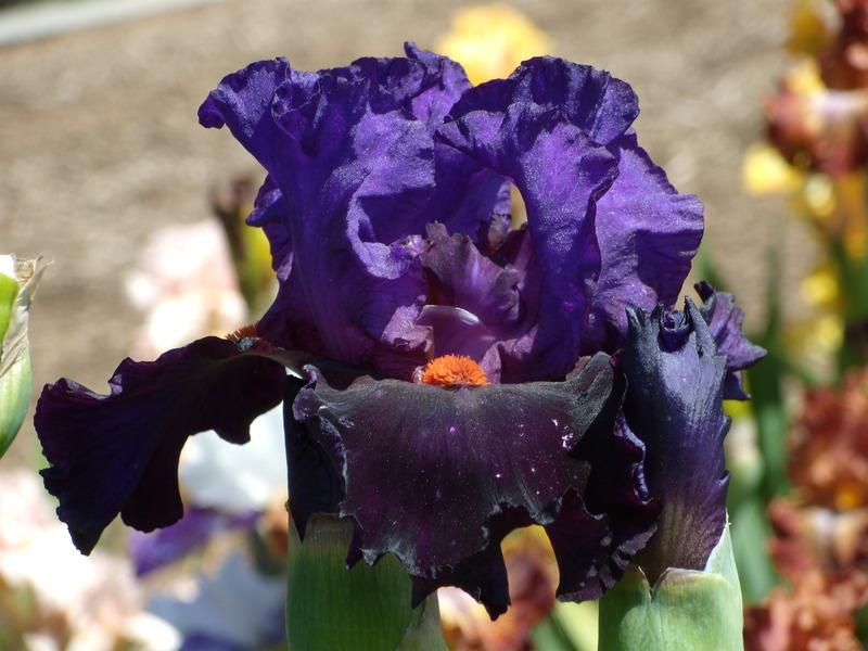 Photo of Tall Bearded Iris (Iris 'Hoo Doo') uploaded by Betja