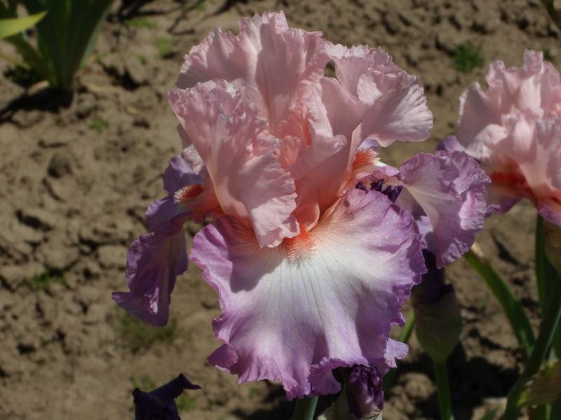 Photo of Tall Bearded Iris (Iris 'Blowing Kisses') uploaded by Betja
