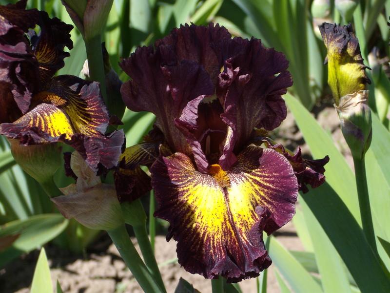 Photo of Tall Bearded Iris (Iris 'High Octane') uploaded by Betja