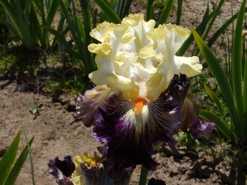 Photo of Tall Bearded Iris (Iris 'Comedy') uploaded by Betja