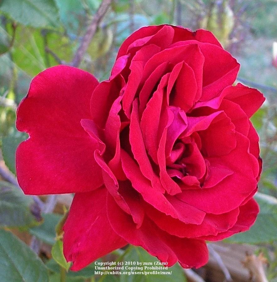 Photo of Rose (Rosa 'Rosendorf Schmitshausen') uploaded by zuzu