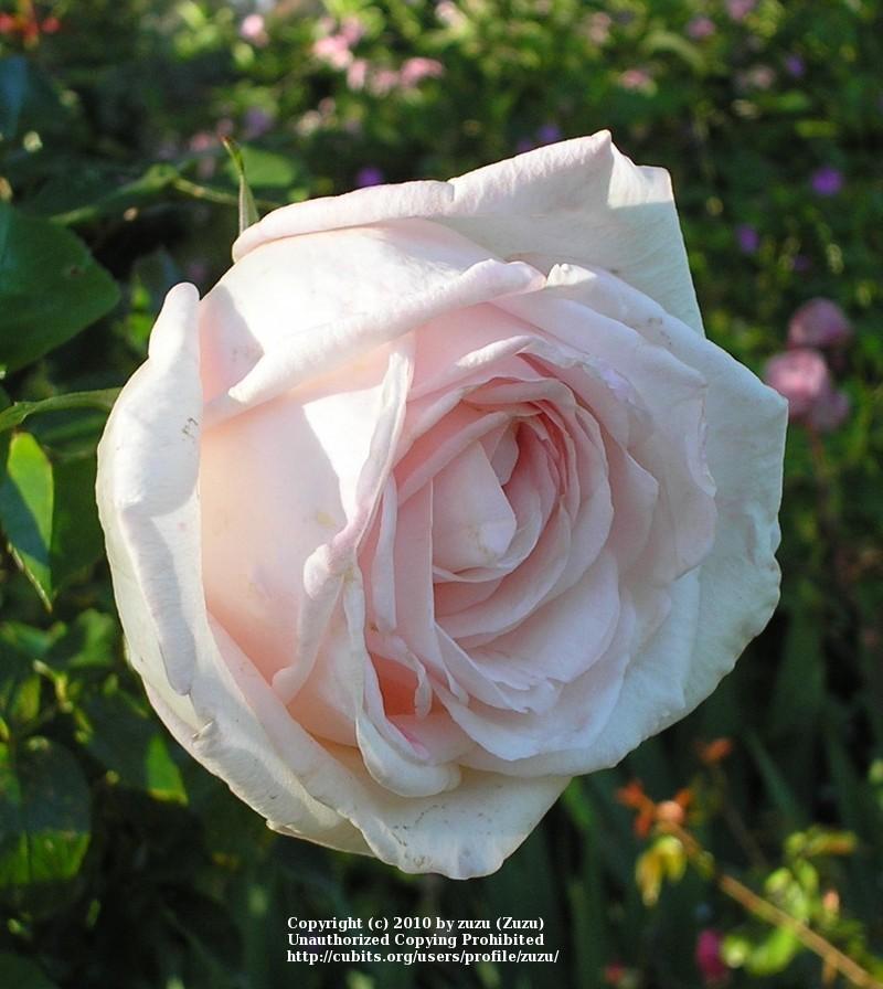 Photo of Rose (Rosa 'Royal Highness') uploaded by zuzu