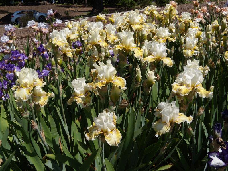 Photo of Tall Bearded Iris (Iris 'Spring Madness') uploaded by Betja