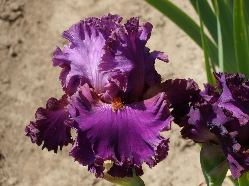 Photo of Tall Bearded Iris (Iris 'Mambo Italiano') uploaded by Betja
