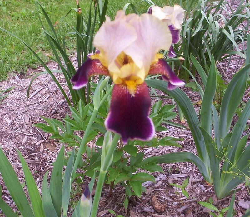 Photo of Tall Bearded Iris (Iris 'Shah Jehan') uploaded by Nana3