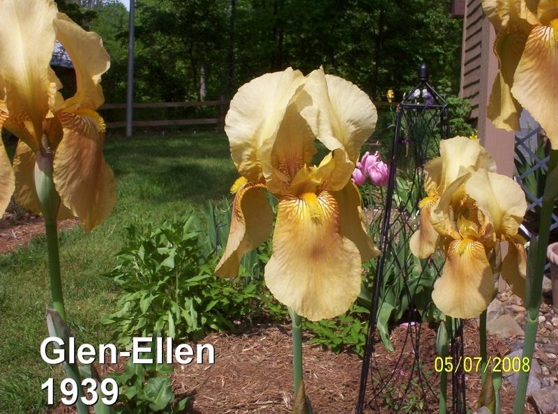 Photo of Tall Bearded Iris (Iris 'Glen Ellen') uploaded by Nana3