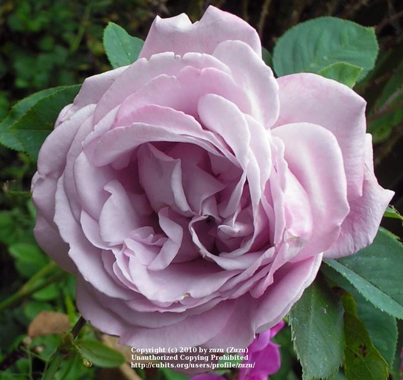 Photo of Rose (Rosa 'Saint-Exupery') uploaded by zuzu