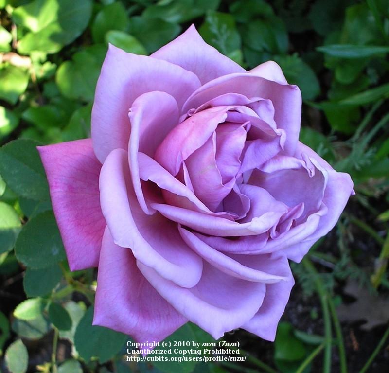 Photo of Rose (Rosa 'Saint-Exupery') uploaded by zuzu