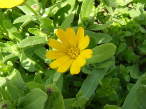 Photo of Field Marigold (Calendula arvensis) uploaded by JonnaSudenius