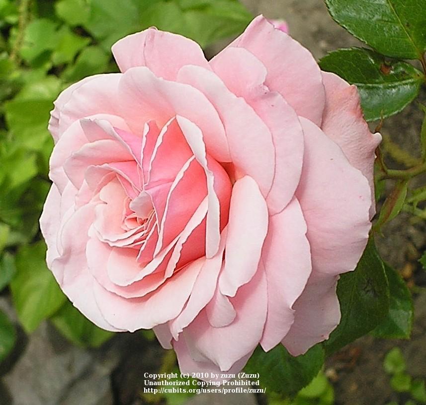 Photo of Rose (Rosa 'Sexy Rexy') uploaded by zuzu