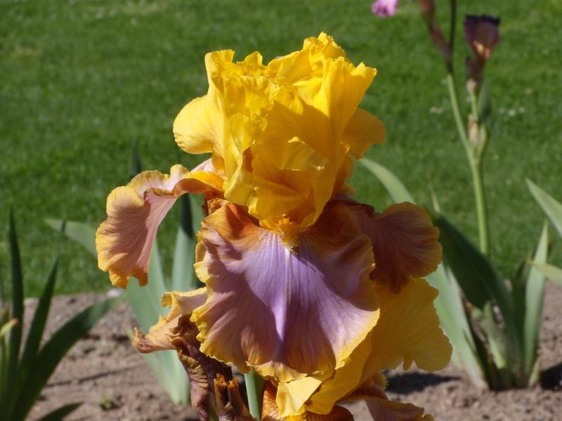 Photo of Tall Bearded Iris (Iris 'Waimea Canyon Sunrise') uploaded by Betja