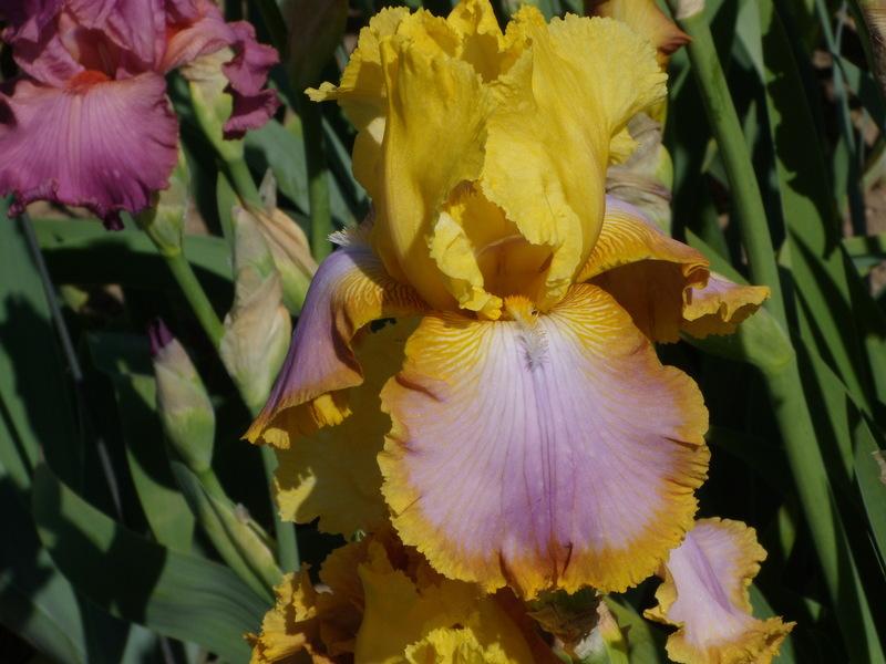 Photo of Tall Bearded Iris (Iris 'Enchanted One') uploaded by Betja