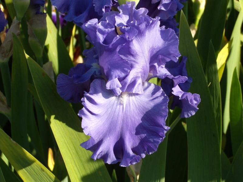 Photo of Tall Bearded Iris (Iris 'Baltic Sea') uploaded by Betja