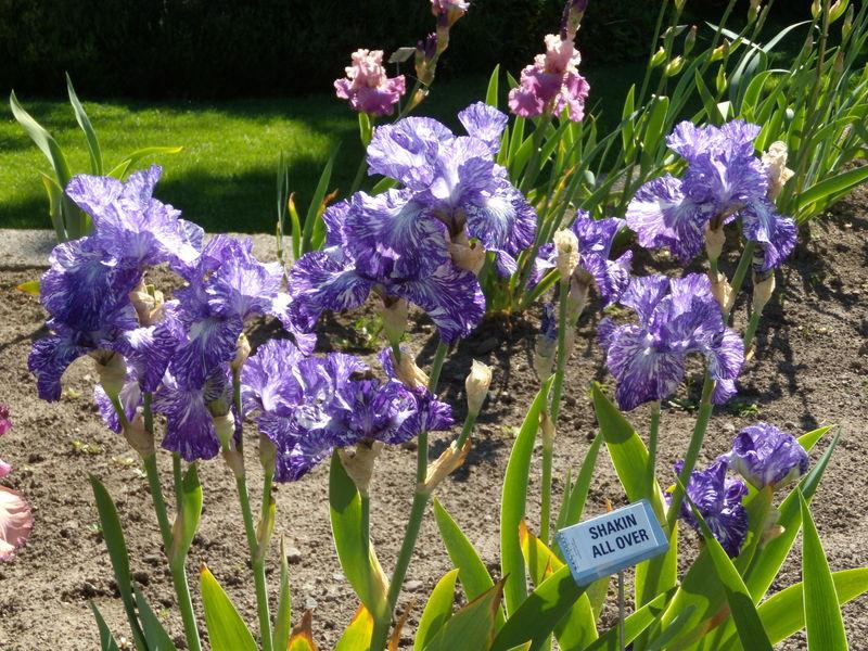 Photo of Tall Bearded Iris (Iris 'Shakin All Over') uploaded by Betja